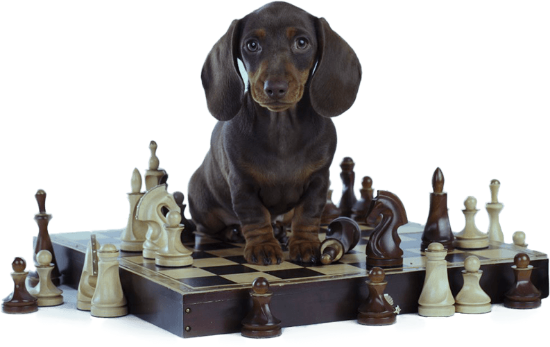 imgi_5_dog-chess